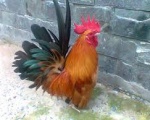 BỆNH CẦU TRÙNG TRÊN GÀ
