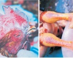 BỆNH CÚM GIA CẦM (AVIAN INFLUENZA-AI)